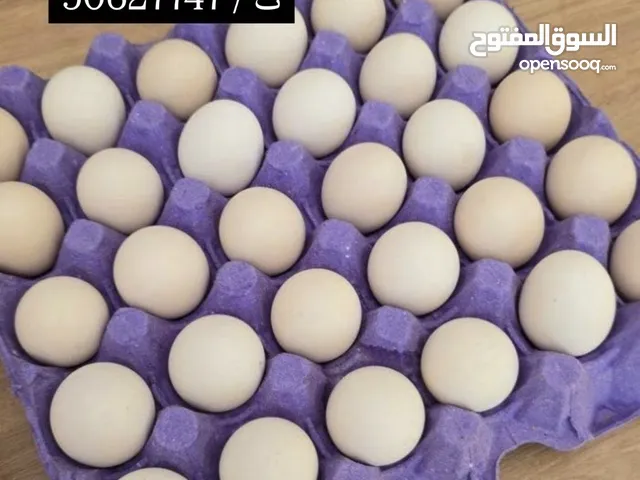 بيض عربي ملقح