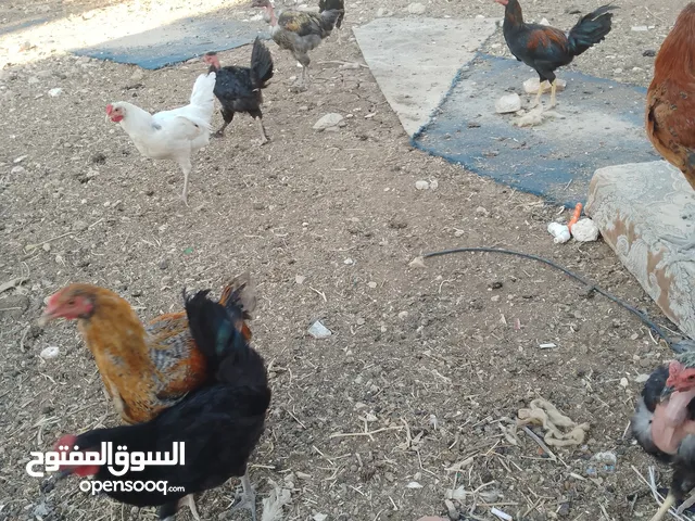 ديوك فراخ للبيع عدد 25 عمر ثلاث شهور ونص