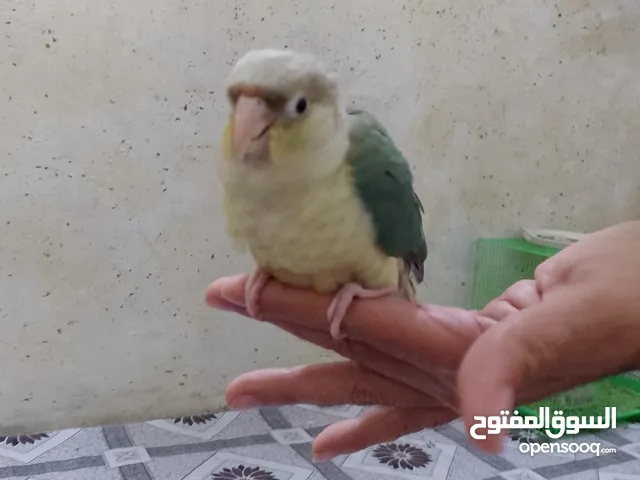 كنيور اليف طينه تصيحه يجيك طير لعوب لون جويتي
