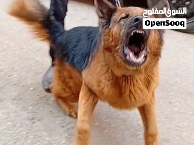 دكر جيرمن شيبرد لونج هير مدرب حراسة للبيع