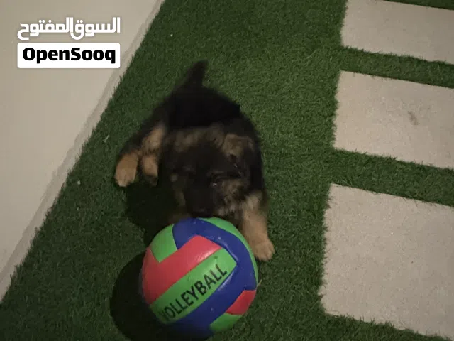 German Shepherd