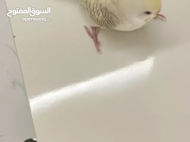 طير بادجي نادر
