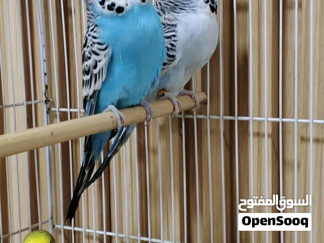 متاح زوج انكليزي مع الافراخ وجميع الملحقات القفص وبيت التكاثر