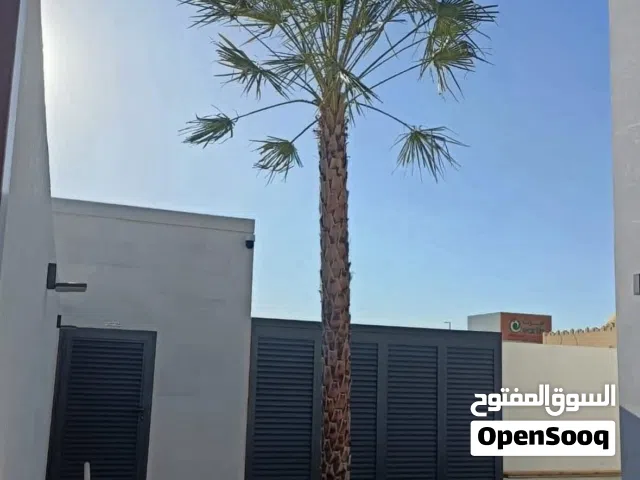 wax palm trees(copernicia for Sale