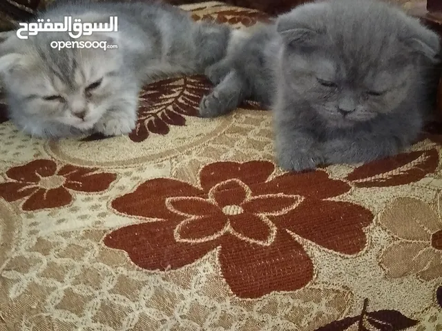 قطط للبيع سكوتش فولد