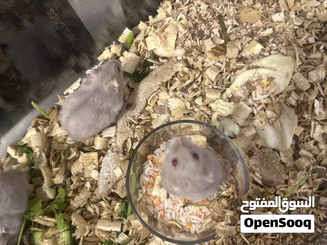 هامستر روسي العمر شهر ونص لون فستقي
