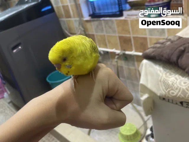 بادجي أليف صحه ميه ميه مايعض مايطير