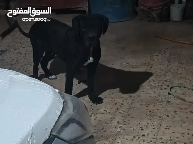 انتي كيني كورسو