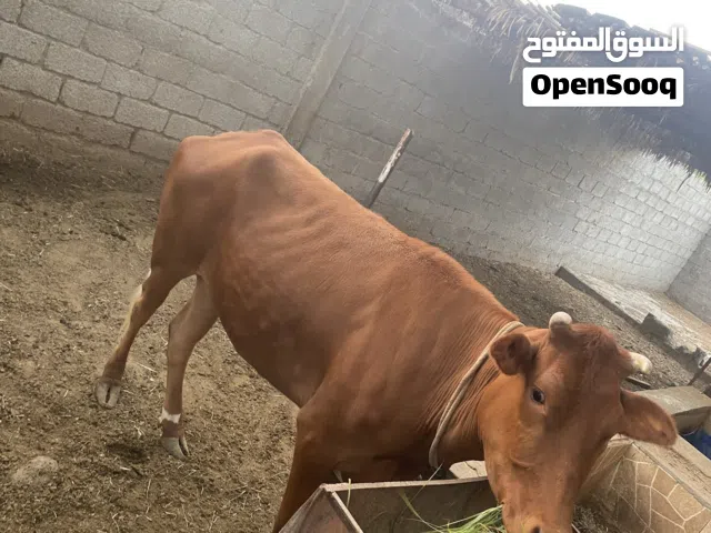 بقره سمينه محليه مطعومه من خيرات المزرعه بالثرمد