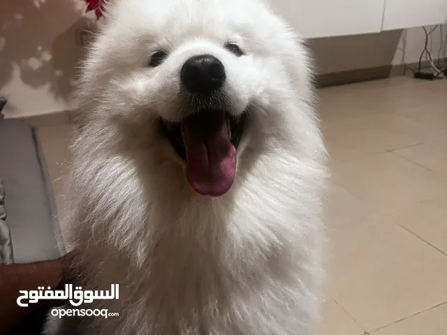 For mating only. Male Samoyed