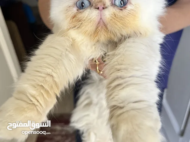قط بيرشن بيكي فيس