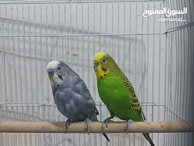 طائرين بادجي ذكرين مع قفصهم مسموح كسر السعر والفصال