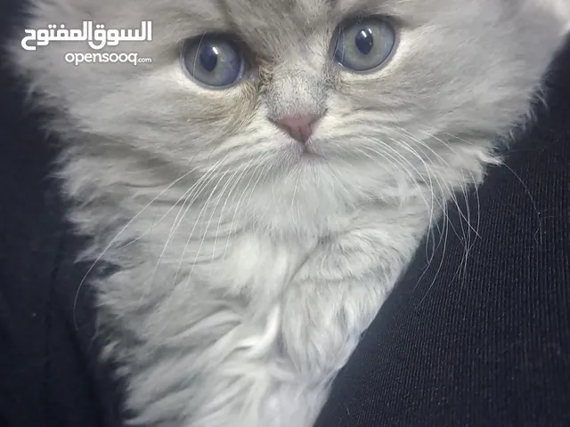 كتن للبيع شانشيلا