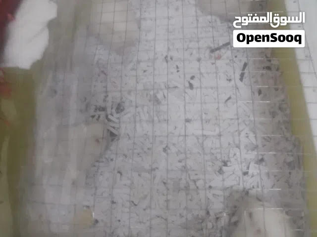 متوفر من خمس لسبع همسترات ابيض عمر شهر لشهر ونص الزرقاء واد الحجر صحة ونظافة