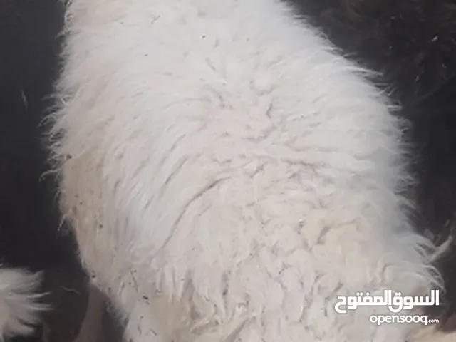 لايفوتك تلحق ما تلحق مشكلتك