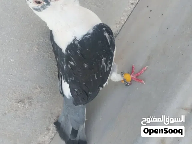 طيره بقدونسيه ام افراخ