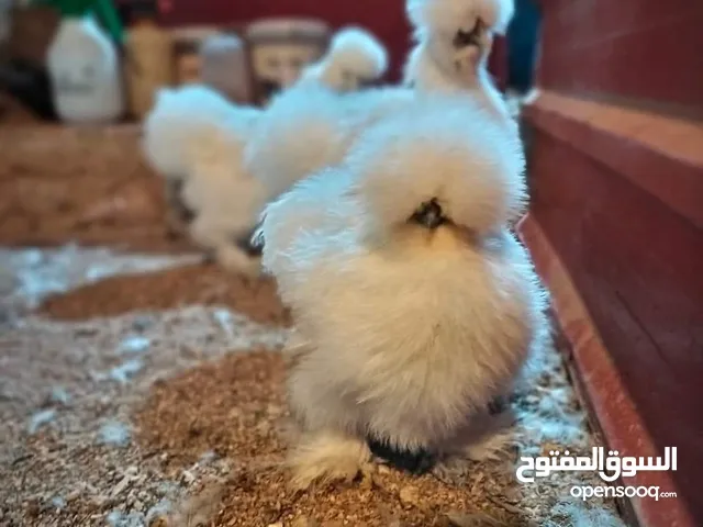 صيصان كوشن بلاك موتلد و مصوف امريكي