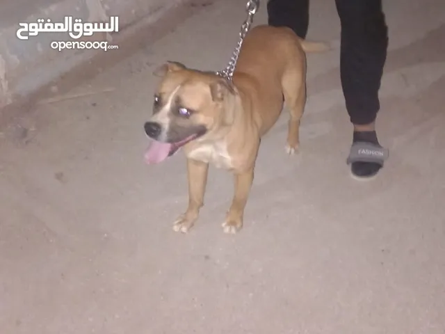 كلاب بولدوج للبيع او التبني في مصر : كلب بولدوج : افضل سعر