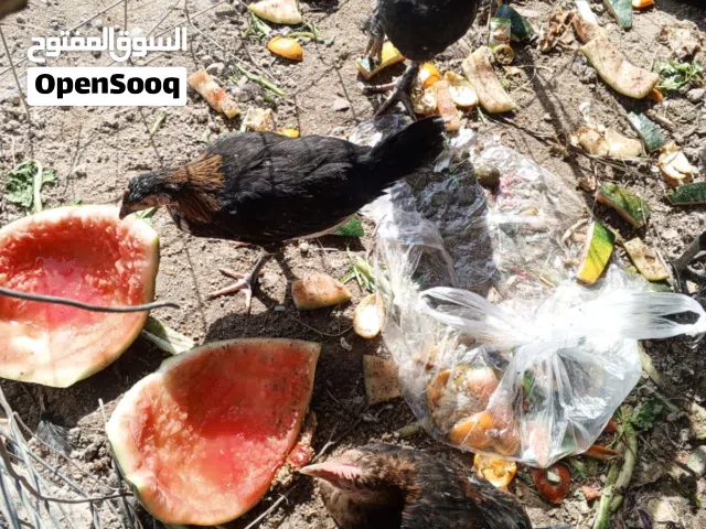 دجاج عرب عمر أربع شهور