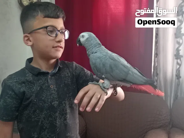 كاسكو متكلم بحكي أكثر من خمسين كلمه