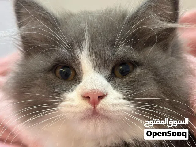 قط للبع ذكر النوع برتش لونج هير الوصف مهم