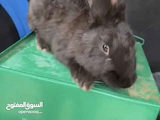 أرنب ذكر الماني العمر تقريبا 3 ولا اربعة شهور و السعر 180 و ساهل نساعدو الشاري