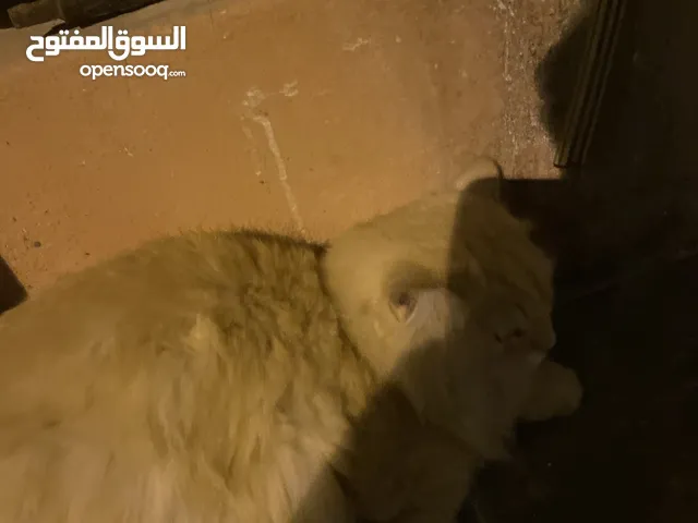 قطًة للتبني