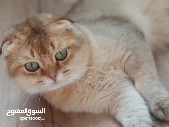 Not for sale ليس للبيع ذكر للتزاوج فقط، Male cat for mating only. التزاوج mating
