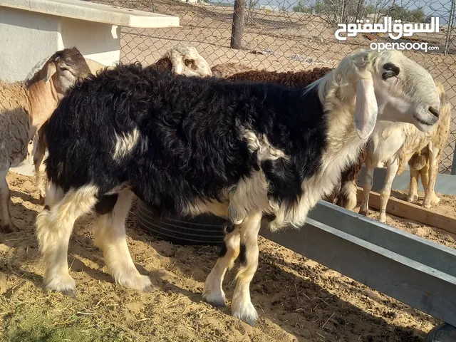 للبيع خروف نجدي أصلي شرط ينسف