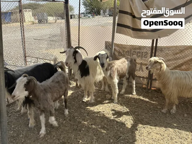 اغنام تربيه