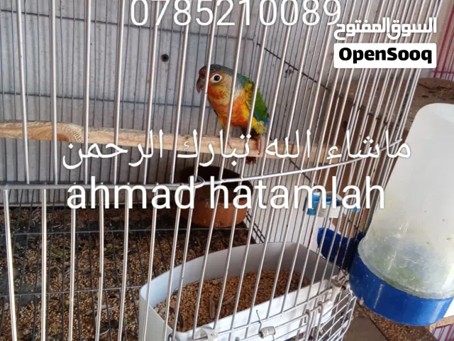 ذكرين قرين شيك يلو سايد هاي رد وطيور روز