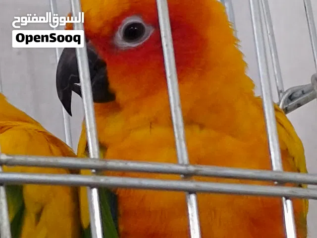 ببغاء الصن كونيو (Sun Conure)