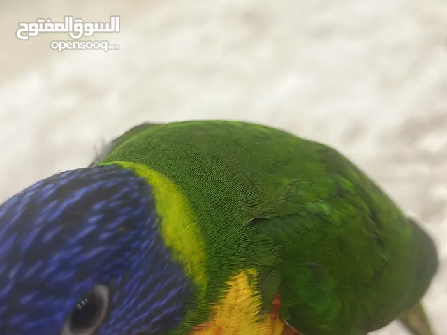 طير ببغاء لوري عمره ثلاثة شهور ويزيد اليف ولعوب جابه
