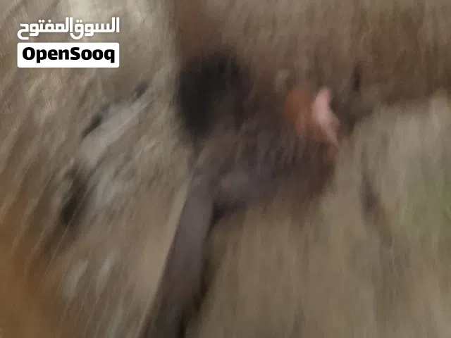 دجاجه كافه