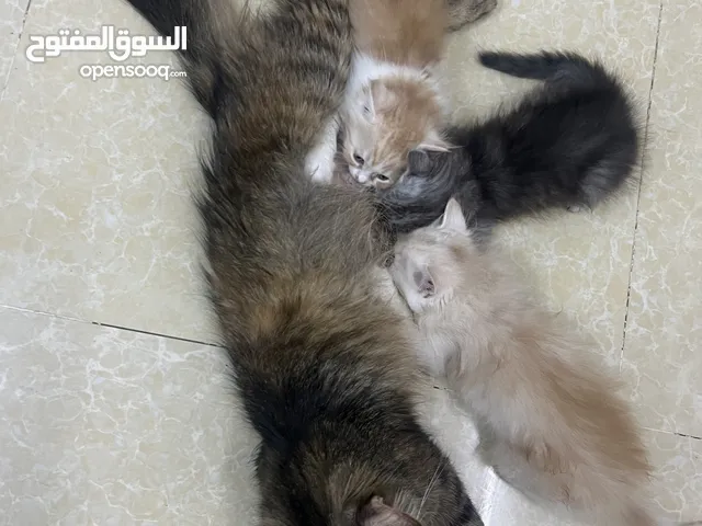 بيع قطه شيرازيه مع اولادها