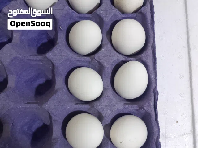 بيص دجاج كويتي