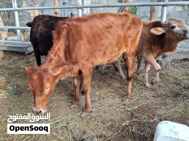 ابقار للبيع