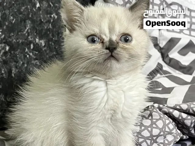 قطتين سكتوش ستريت وسكتوش فولد عمر شهرين إناث . تواصل واتس أب فقط متعودين على اللتر بوكس والدراي فود.