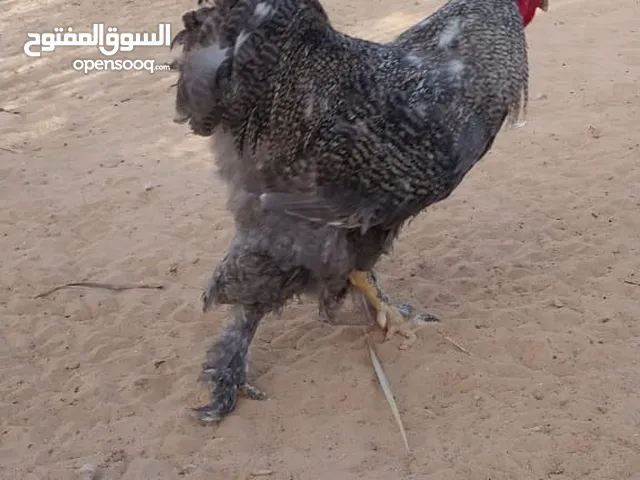 دجاج براهمة ديوك