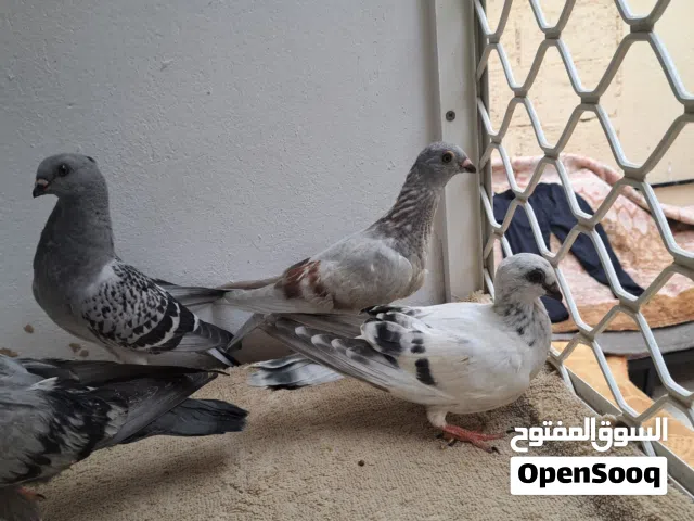 حمام للبيع الحبة 20درهم