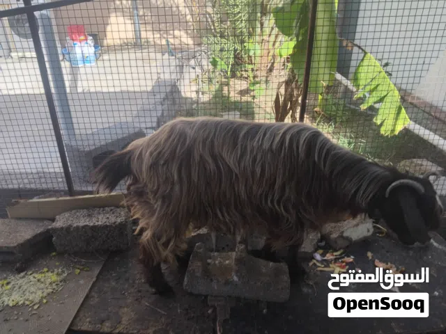للبيع عنزه كبيره الوصف مهم