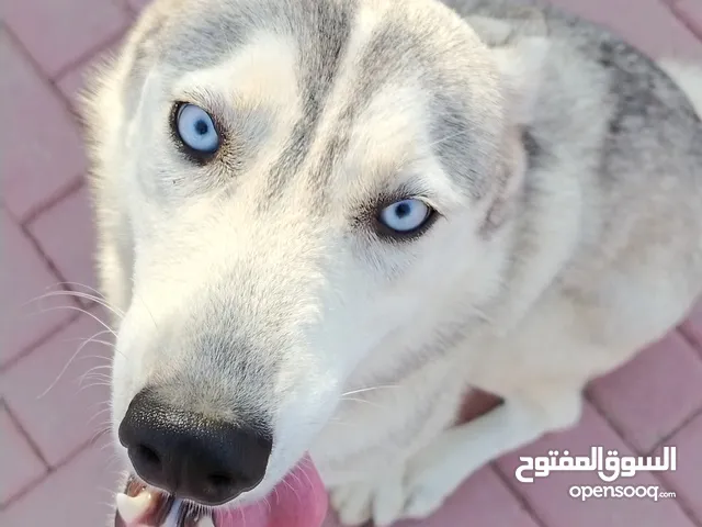 Husky dog  9 months old