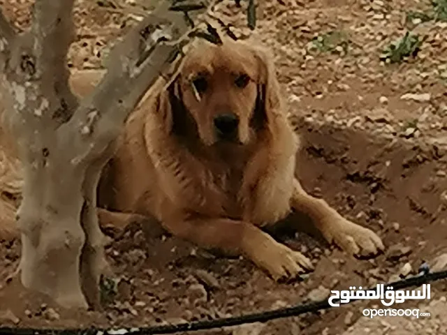 Golden Retriever جولدن ريتريفر اصلي ذكر وأنثى لأعلى سعر
