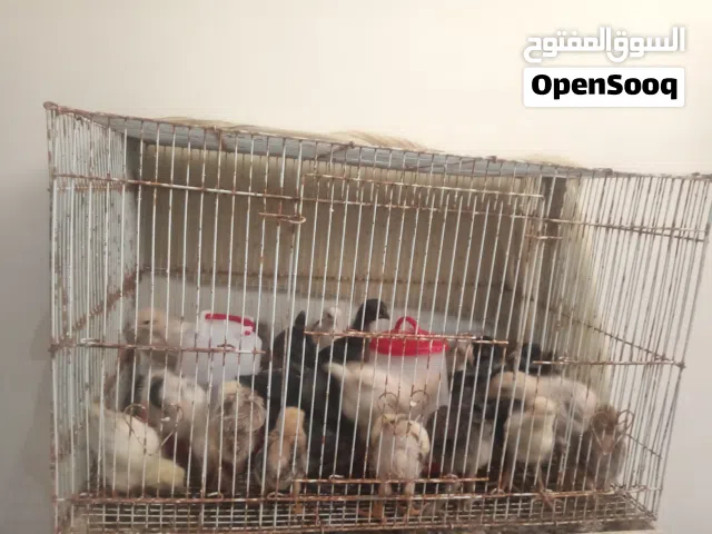 صيصان للبيع