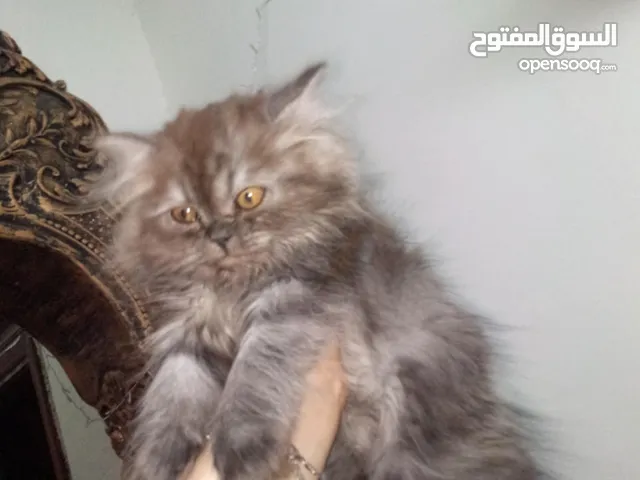 قطه للبيع  لعوبه بسعر رمزي في عمان جبل الجوفه