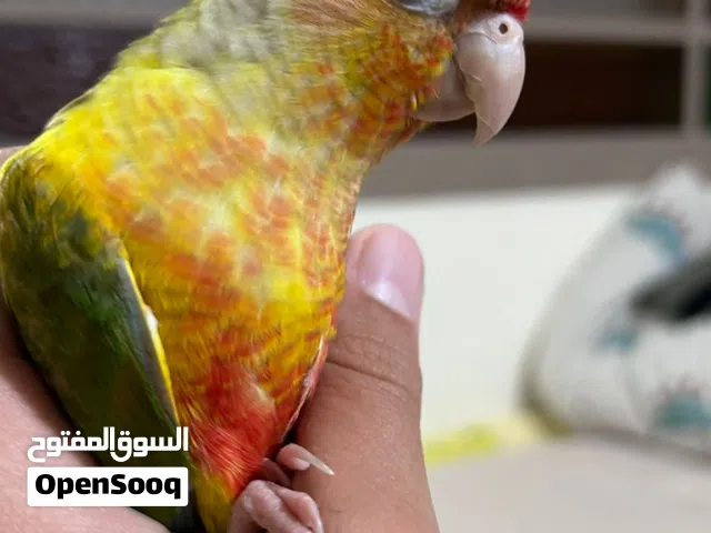 ببغاء جرينتشيك للبيع العمر 7 اشهر  انثى  اليف