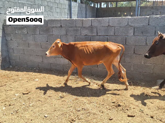 عجل محلي سنة ونص مخصاي من شهر وشوي