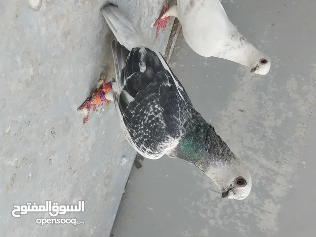 حمام للبيع