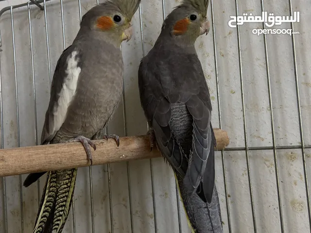 طيور كوكتيل العدد 2 للبيع