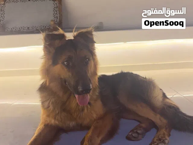 كلب جيرمن